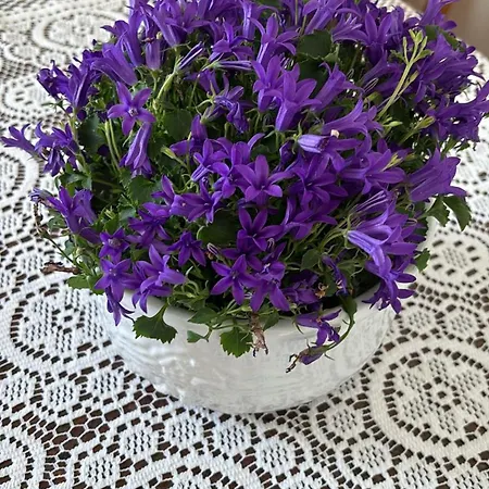 ホームステイ Casa Ricciulella カプリ