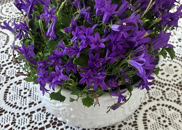 Séjour chez l'habitant Casa Ricciulella Capri